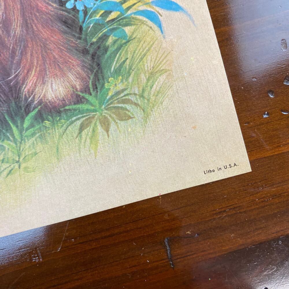 Vintage Puppy Dog Animal Litho Prints 1970s 12"x9” Set of 4 Floral Flawless - Picture 7 of 8